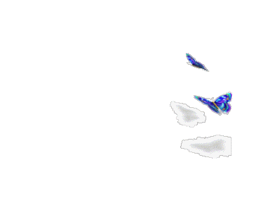 Butterfly-fly-away-animated 1